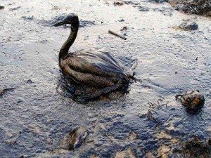 Gli effetti della fuoriuscita di petrolio sull'ecosistema