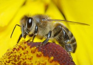 api-fiori-144800666