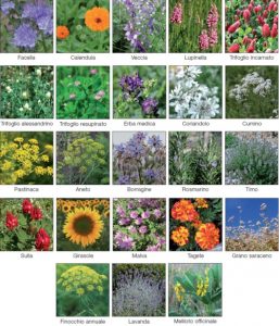 Lista di fioriture "amiche" per creare un area salva api in giardino o sul terrazzo.