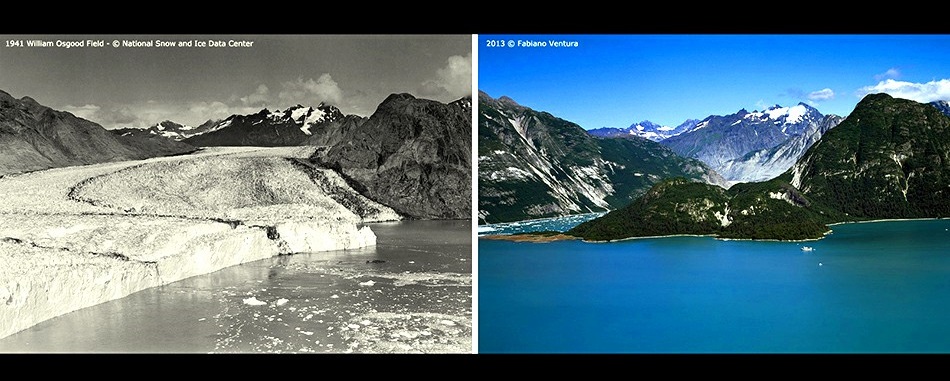 Parco Nazionale di Glacier Bay, Alaska.Il ghiacciaio Muir e il suo affluente Mc Bride nel 1941 formavano un’unica fronte alta più di 100 m. Foto a sinistra scattata da William Osgood Field, 1941. Foto a destra : Fabiano Ventura, 2013 © Archivio F. Ventura .
