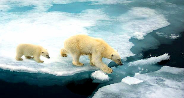 Durante i periodi caldi gli orsi polari si spostano verso la terra ferma e li aspettano il riformarsi della calotta di ghiaccio. 