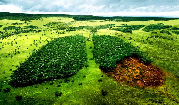 Le foreste assorbono a livello globale 2,4 miliardi di tonnellate di carbonio ogni anno e l’Amazzonia contribuisce ad assorbirne un quarto del totale.