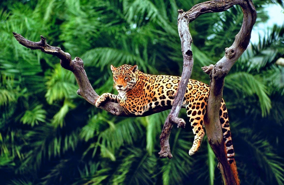 Esemplare di giaguaro, carnivoro appartenente alla famiglia dei felidi.